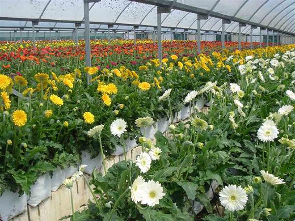 花卉苗木养殖中用肥的方法