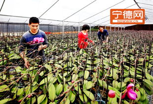 福建 福安赛岐花卉苗木产业发展迈向规范化